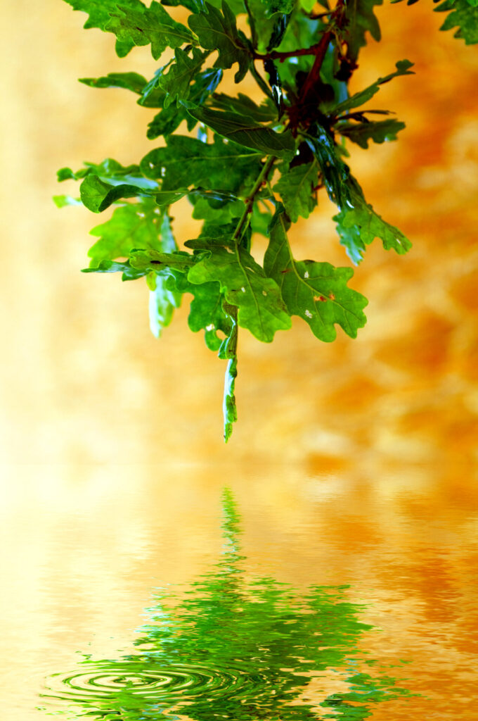 Grüne Blätter eines Astes spiegeln sich in einer ruhigen Wasseroberfläche mit sanften Wellen.